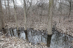 South Cameron Wetland